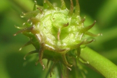 Closer-view-of-immature-fruit-of-Toothed-Bur-Clover