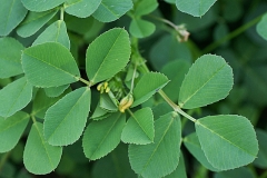 Leaves-of-Toothed-Bur-Clover