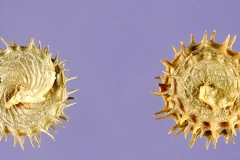 Mature-dried-fruits-of-Toothed-Bur-Clover