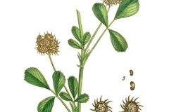 Plant-Illustration-of-Toothed-Bur-Clover