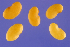 Seeds-of-Toothed-Bur-Clover