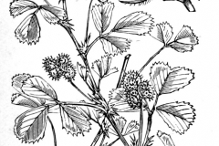 Sketch-of-Toothed-Bur-Clover