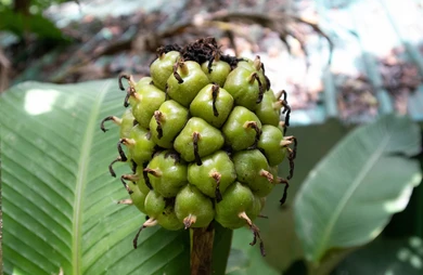 Immature-fruits-of-Torch-ginger