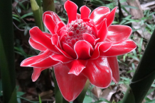 Flower-of-Torch-ginger