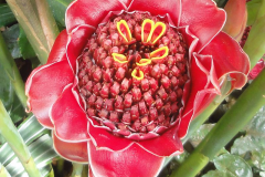 Closer-view-of-flower-of-Torch-ginger