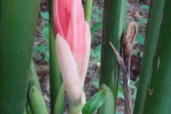 Flowering-bud-of-Torch-ginger