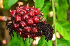 Fruits-of-Torch-Ginger