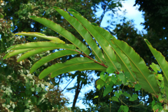 Leaves-of-Torch-ginger