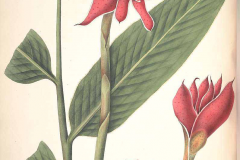 Plant-illustration-of-Torch-ginger