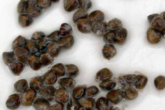 Seeds-of-Torch-ginger