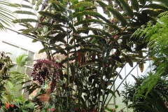 Closer-view-of-flower-of-Torch-ginger
