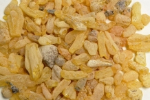 Tragacanth- Gum tragacanth milkvetch
