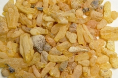 Tragacanth- Gum tragacanth milkvetch