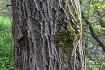 Bark-of-Tree-of-heaven