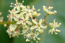 Close-up-view of-male-flowers-of-tree-of-heaven