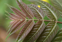 Close-up-view of-reddish-coloured-young-foliage-of-Tree-of-heaven