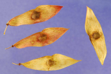 Close-up-view of-seeds-of-Tree-of-heaven