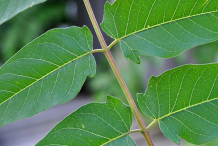Closer-view-of-leaflets
