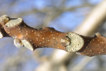 Closer-view-of-twig-of-Tree-of-heaven