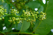 Flowering-buds-of-Tree-of-heaven