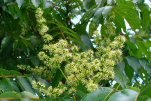 Flowers-of-Tree-of-heaven