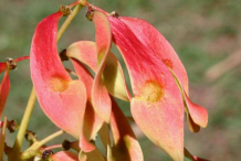 Immature-reddish-colored-fruit-of-Tree-of-Heaven