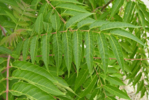 Leaflets-of-Tree-of-heaven-tree