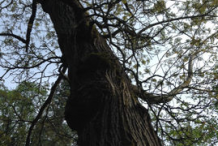 Mature-Tree-of-heaven-tree
