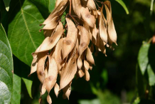 Mature-winged-fruit-of-tree-of-Heaven