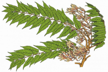 Plant-illustration-of-Tree-of-heaven