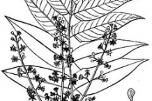 Sketch-of-Tree-of-heaven