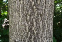 Tree of heaven facts and health benefits
