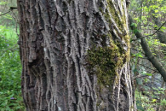 Bark-of-Tree-of-heaven