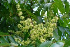 Flowers-of-Tree-of-heaven