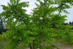 Small-Tree-of-heaven-plant
