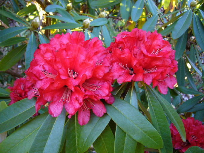 Flowers-of-Tree-rhododendron