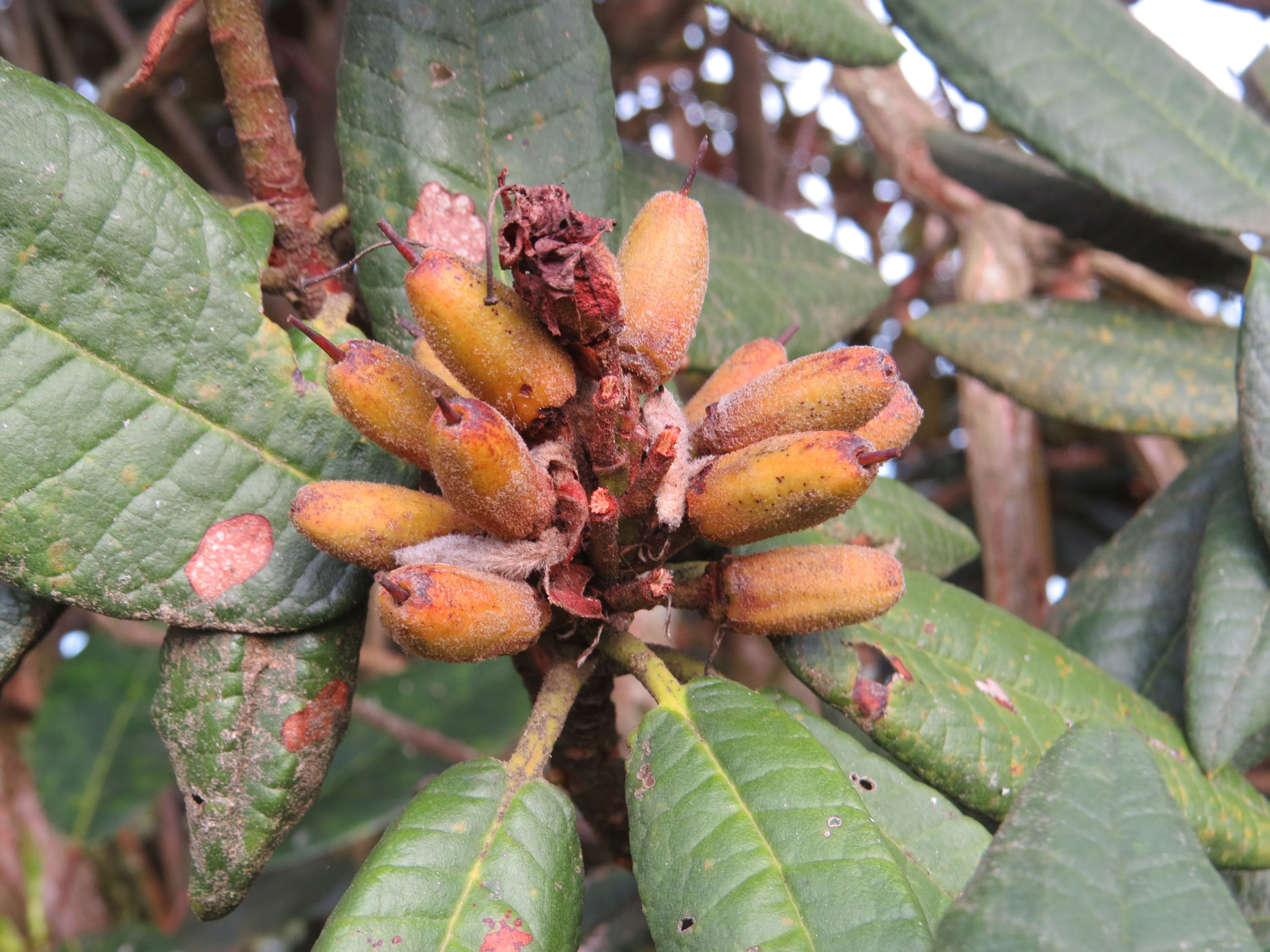 Fruit-of-Tree-rhododendron