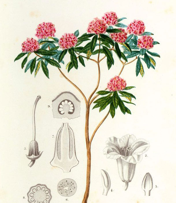 Plant-Illustration-of-Tree-rhododendron