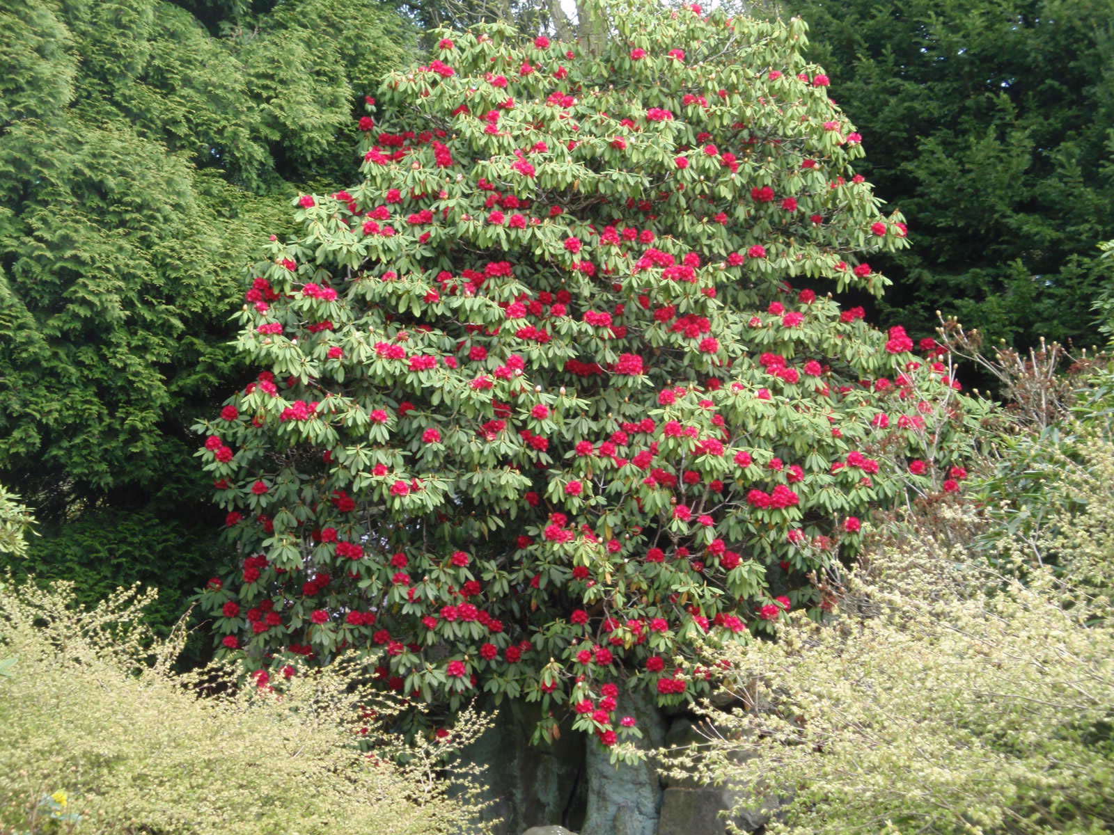 Tree-rhododendron-Tree
