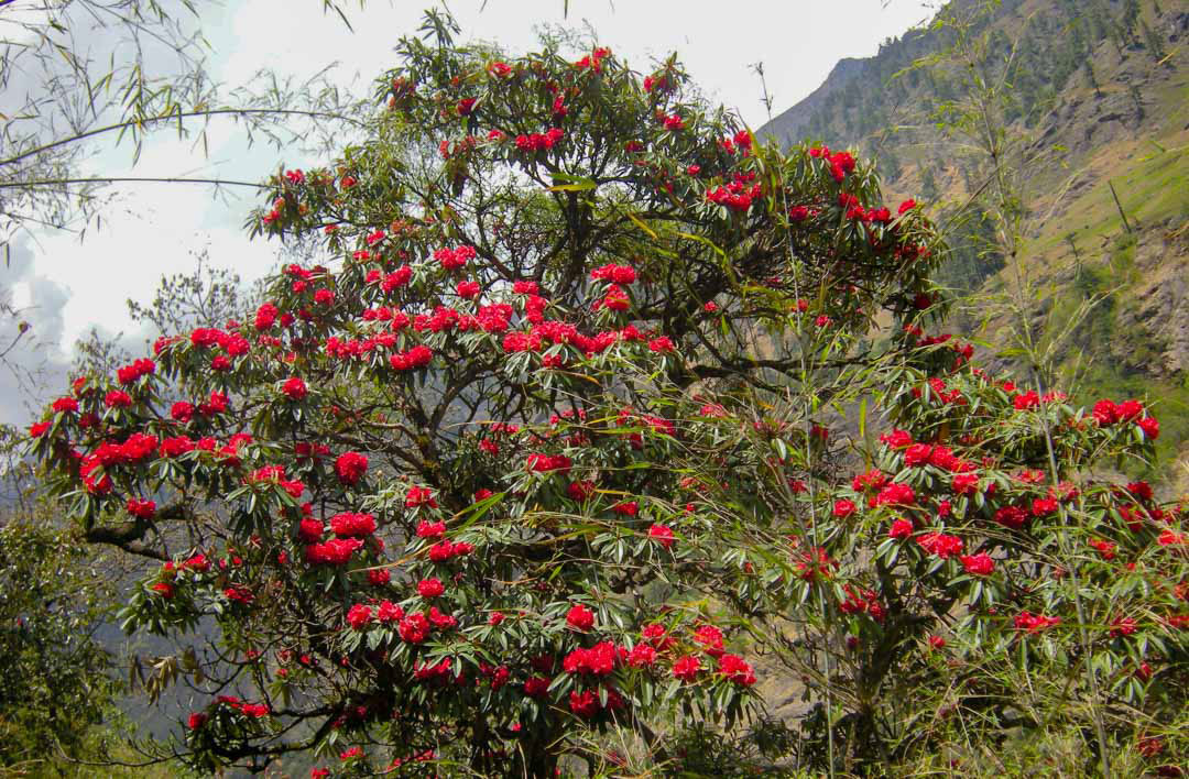 Tree-rhododendron-growing-wild