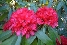 Flowers-of-Tree-rhododendron
