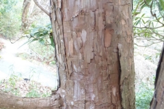Bark-of-Tree-rhododendron