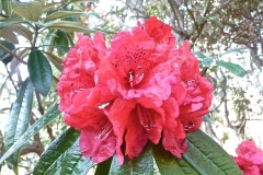 Closer-view-of-flower-of-Tree-rhododendron