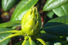 Flowering-bud-of-Tree-rhododendron
