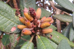 Fruit-of-Tree-rhododendron