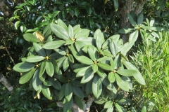 Leaves-of-Tree-rhododendron