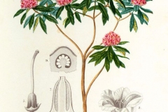 Plant-Illustration-of-Tree-rhododendron