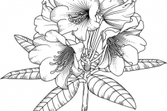 Sketch-of-Tree-rhododendron