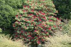 Tree-rhododendron-Tree