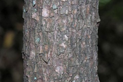 Trunk-of-Tree-rhododendron